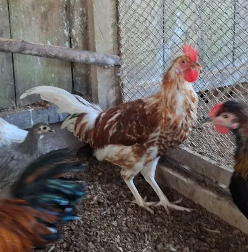 Franguinhos filhos de Rodhia