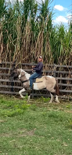 Cavalo Campolina PO Pampa de Lobuno