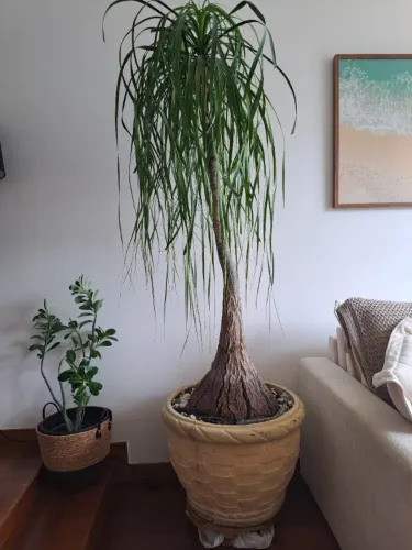 Vendo planta pata de elefante 300,00