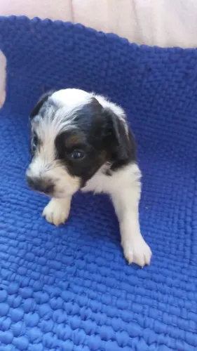 Border collie
