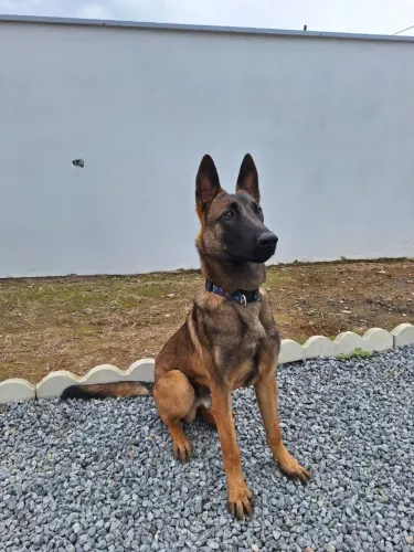 Doa-se Pastor Belga Malinois Macho