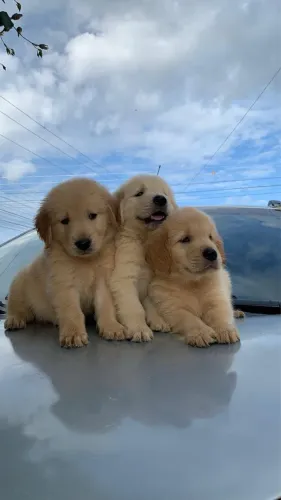 Golden Retriever - Padrão CBKC