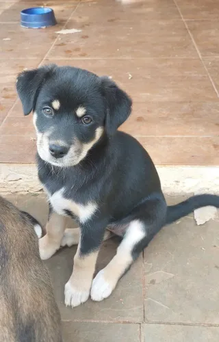 Cachorro adoção doação 