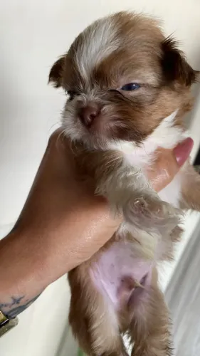 Cachorrinho pra vender 1 mês de vida 