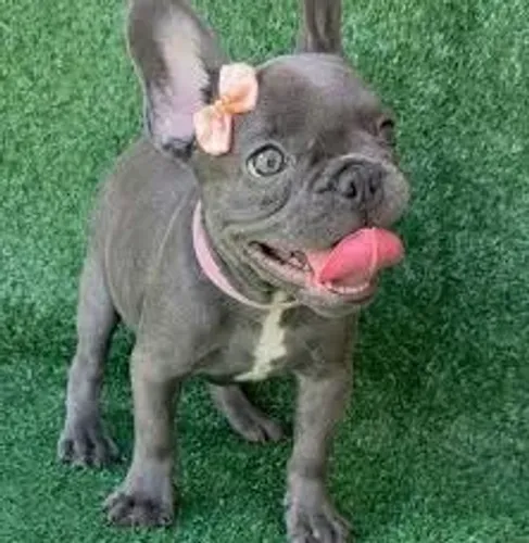 Bulldog frances filhotes 