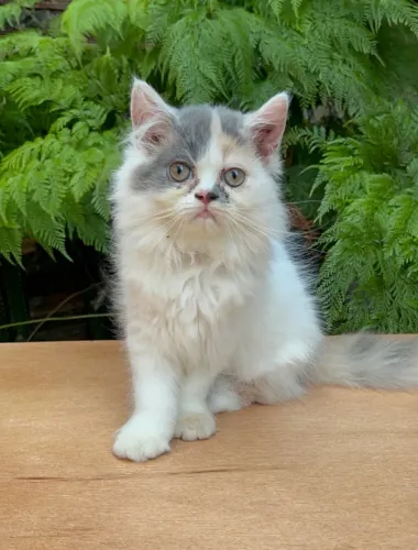 Filhote de Gato de Raça Persa - Fêmea