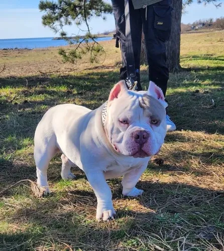 American Bully - Amor Que Faz Diferença 