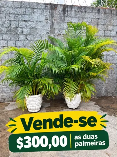 Jarro com Palmeira