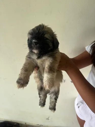 Vendo cachorro macho e femia