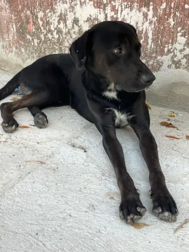 Adoção doação 