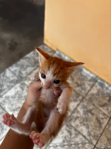 Doação de gatinhos