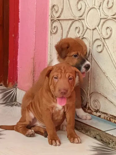 Doa-se lindos filhotes