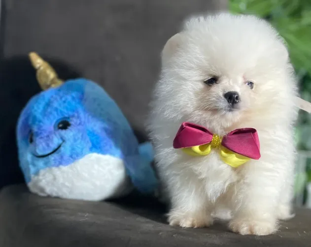LULU DA POMERÂNIA URSINHO/ A PARTIR DE 1900!!!