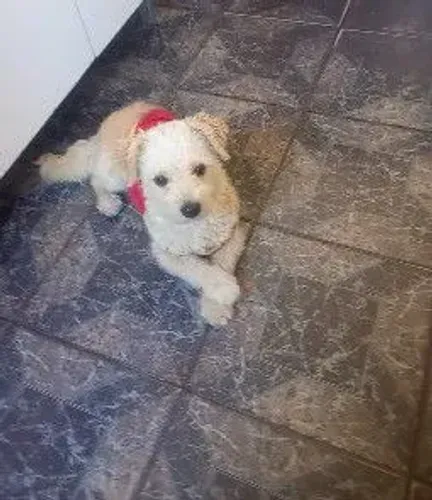 Doação de uma cachorrinha 