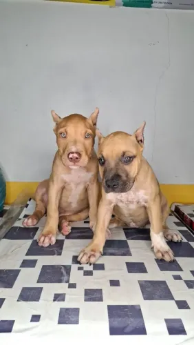 Disponível filhotes Pitmoster macho e fêmea 