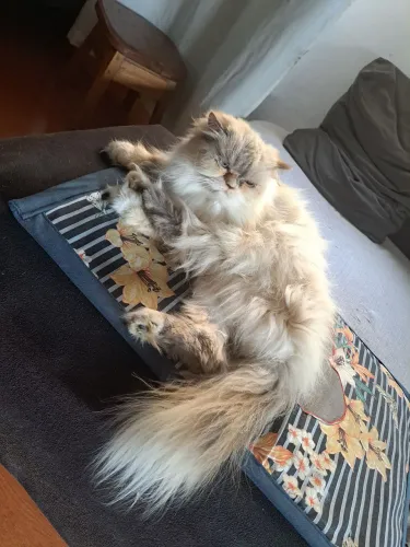 Gata Persa