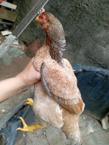Galinha e galos