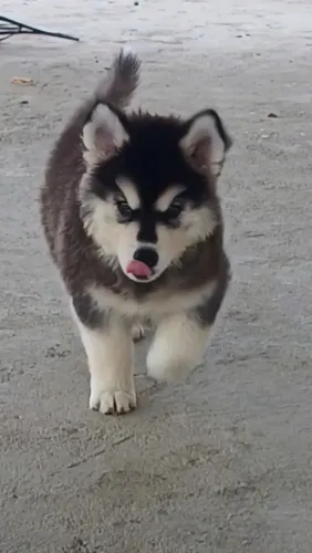 Filhote  de husky siberiano pelagem wooly  60 dias