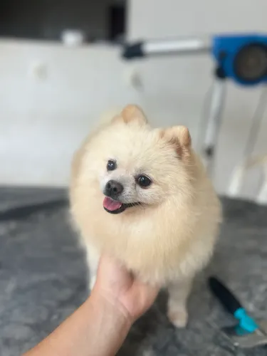 Spitz alemão 