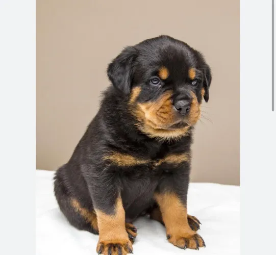 FILHOTES ROTTWEILER-somente zap