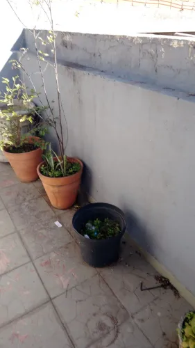 Vaso medio