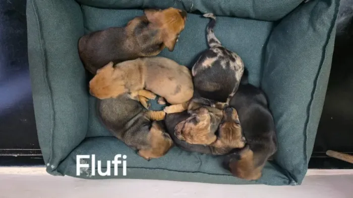 Filhote de dachshund arlequim ( cofap )