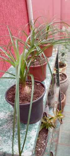 Lindas plantas para area interna