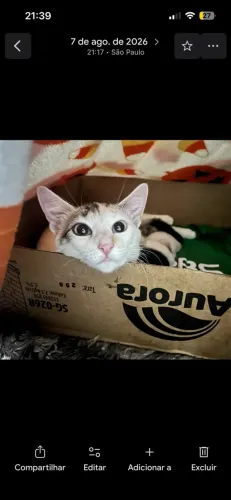 Gata pra adoção