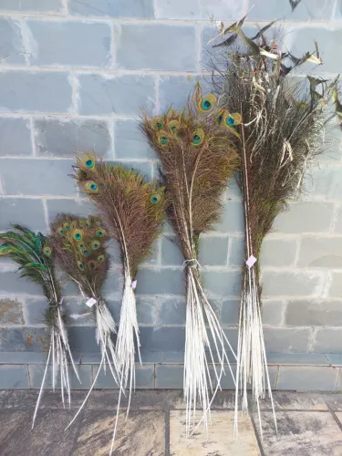 Penas de Pavão Naturais