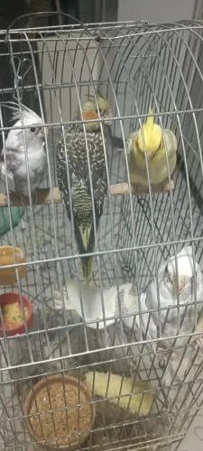 Gaiola novinha 