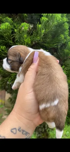 Lhasa apso