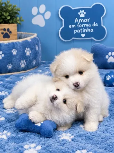 Lindos Filhotes de Lulu da Pomerania Parcelamos 