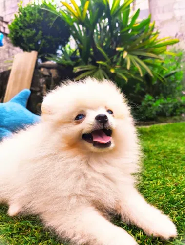 Spitz alemão-Animais ativos e expressivos