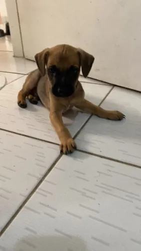 Adoção de cachorro filhote