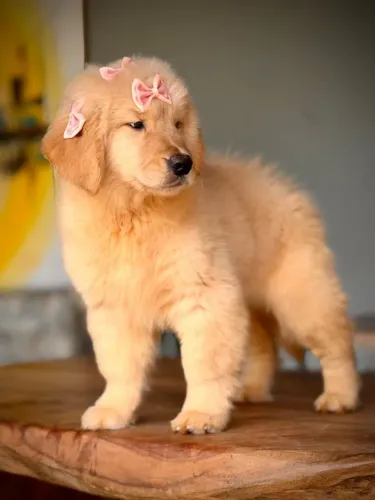 Golden Retrivier alto padrão