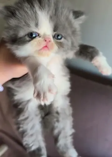 Gato persa 
