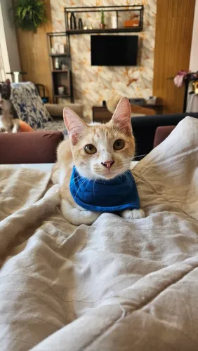 Gatinhos para adoção 