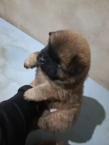Filhotes de Chow Chow macho 