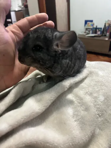 Chinchila com 2 meses