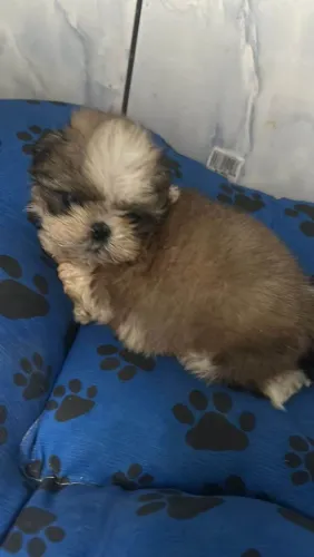 Filhote shih tzu, Seu novo melhor amigo peludo te espera com muito amor!