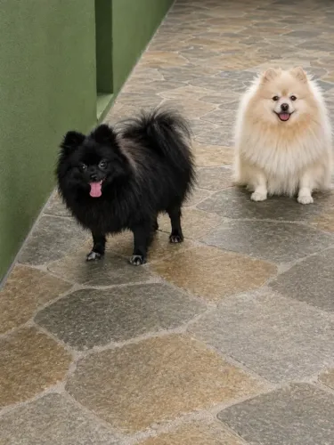 Spitz Alemão Anão macho black 1 ano com valor irresistível