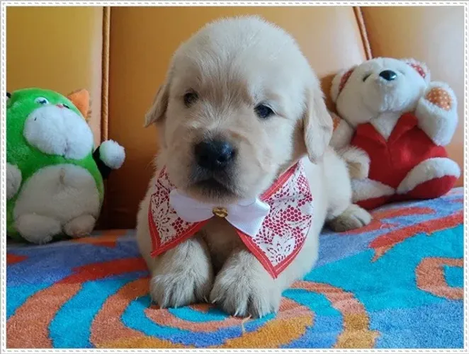 Filhote Golden Retriever Macho e Fêmea com Pedigree.