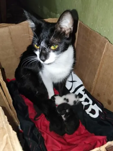 Mamãe com filhotes pra doação!
