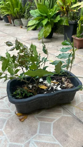Planta café