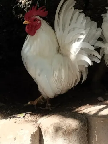 Vendo galo garnisé brancos