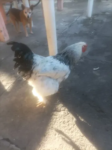 Galo Brahma
