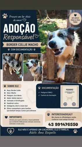 Border collie 