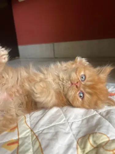 Gato Persa lindos filhotinhos com presença marcante