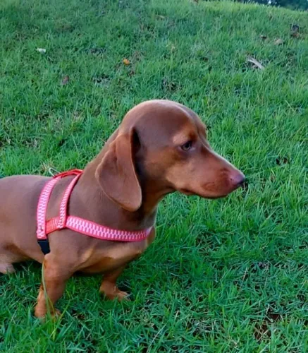 Vendo macho padreador