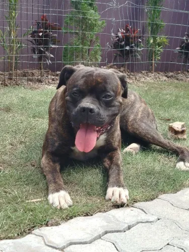 Boxer Adoção 